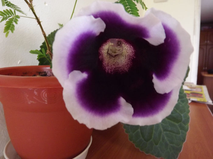 DSCF0450