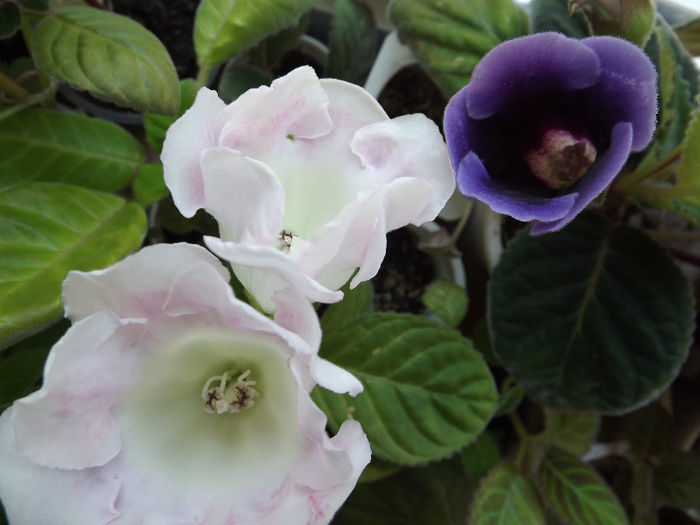 DSCF0659