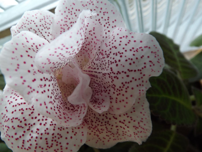 DSCF0517