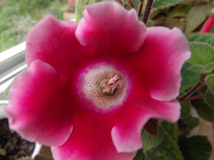 DSCF0581