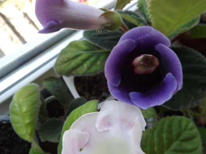 DSCF0656