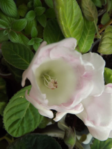 DSCF0449