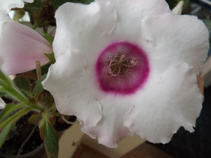 DSCF0466