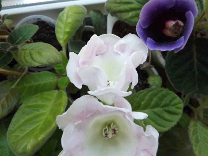 DSCF0658