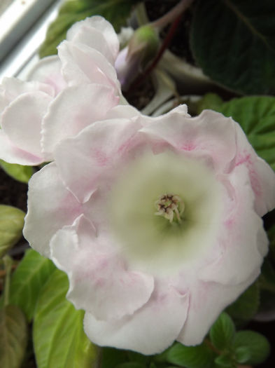 DSCF0609