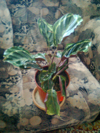 calatheea roseoptica - 003-1 Calathee