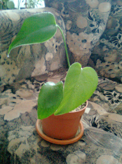 mostera deliciosa - 003-1 Philodendron