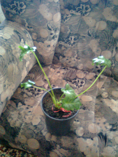 Philodendron bipinnatifidum - 003-1 Philodendron