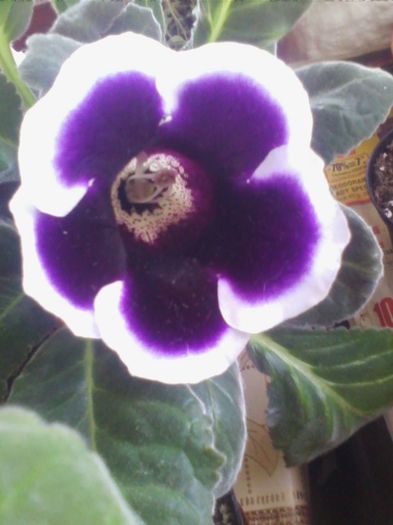 kaiser willhem 1 - gloxinia 2013