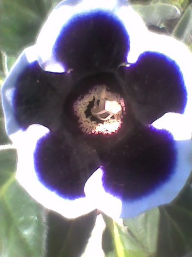 11.7.2013 - gloxinia 2013