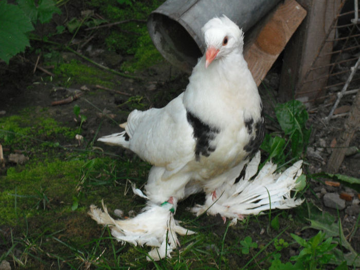  - PUI 2013