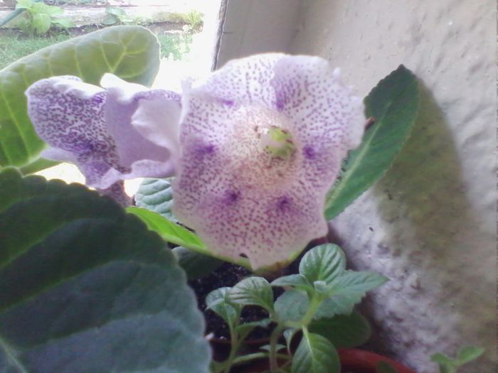 tigrina blue 1 - gloxinia 2013