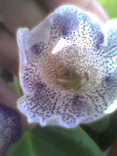 pierduta - gloxinia 2013