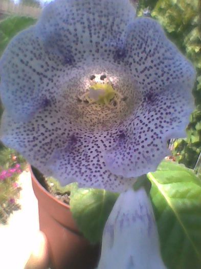 Picture 060 - gloxinia 2013