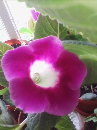 siclam cu interior alb - gloxinia 2013
