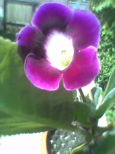 Picture 055 - gloxinia 2013
