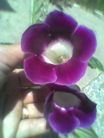 Picture 056 - gloxinia 2013