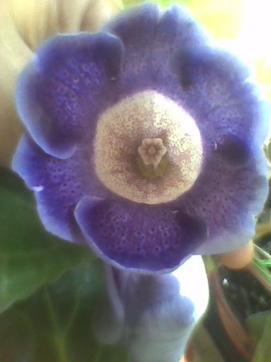 multumesc vera - gloxinia 2013