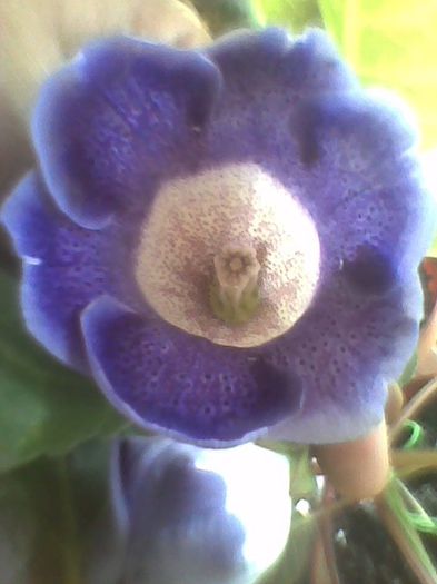 mov tigrat tv. - gloxinia 2013