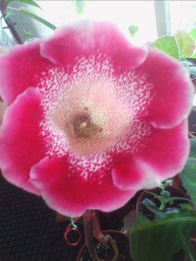 blanche de menru? - gloxinia 2013