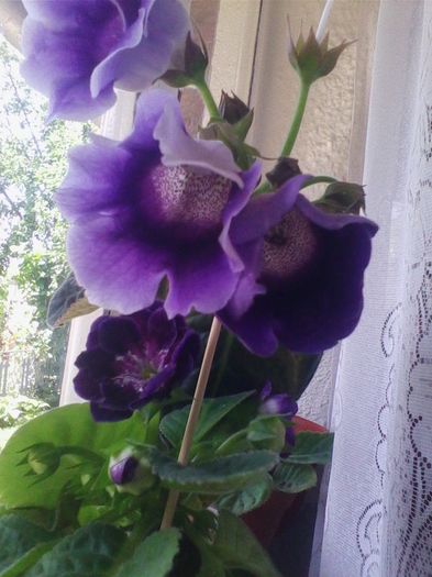 mova- m - gloxinia 2013