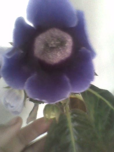 Picture 038 - gloxinia 2013