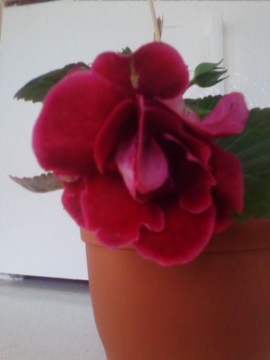extazy - gloxinia 2013