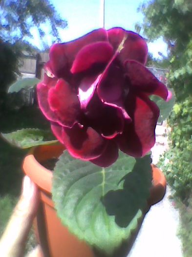 Picture 053 - gloxinia 2013