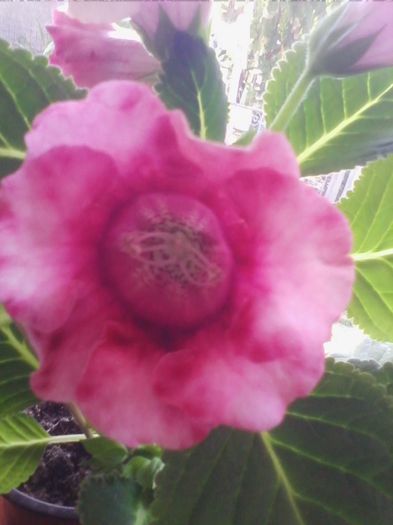 Picture 010 - gloxinia 2013
