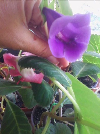 slipper mov de la lolo71