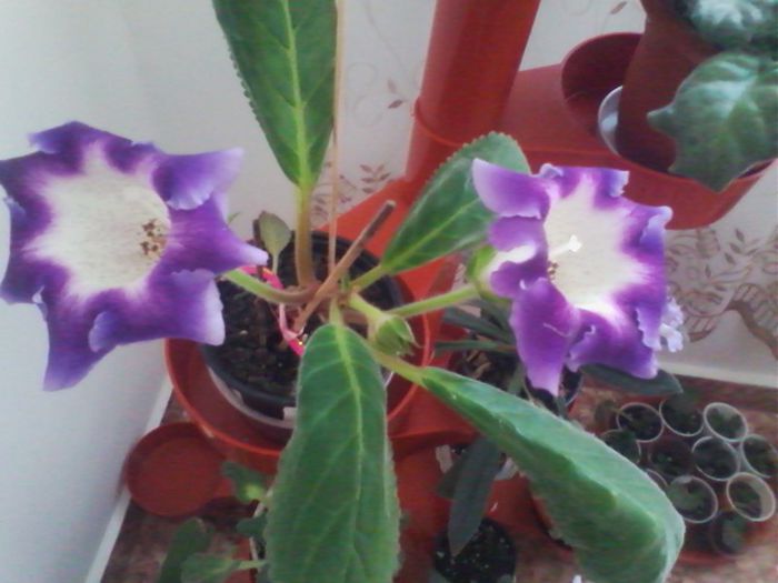 Picture 001 - gloxinia 2013