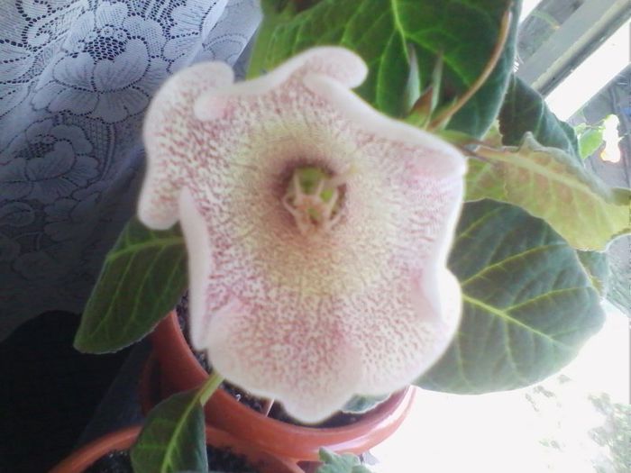 dotted red - gloxinia 2013