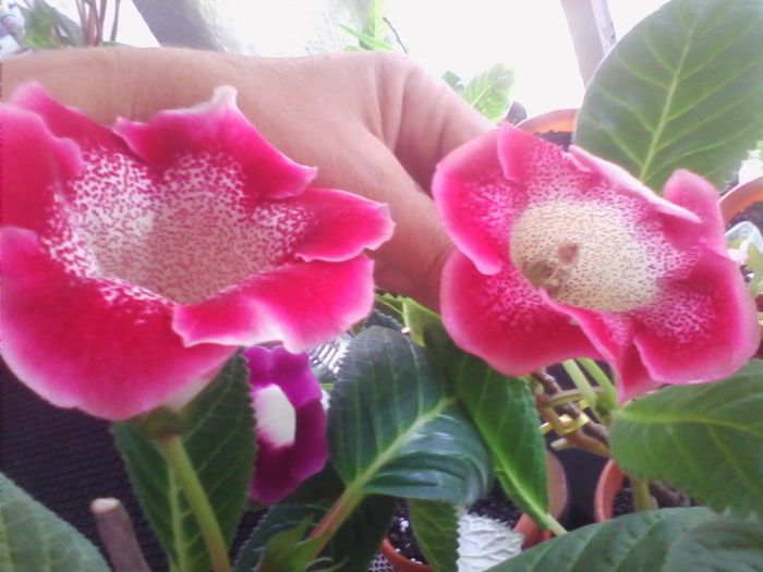 tigrina red de la danuta p,si blanche - gloxinia 2013