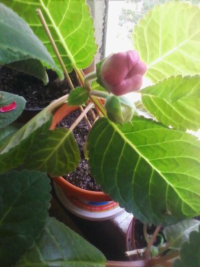 Picture 022 - gloxinia 2013