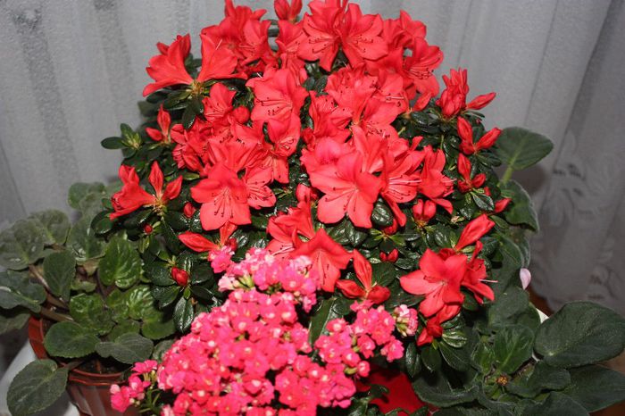 IMG_9683 - Flori Iulie