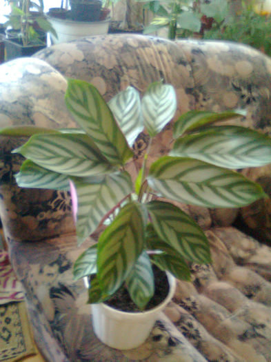 calatheea setosa