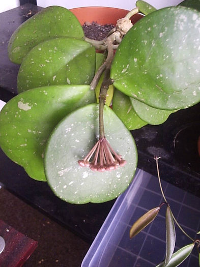 11.07.2013 - Hoya obovata