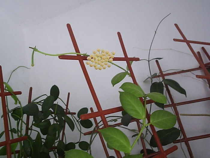 11.07.2013 - Hoya obscura longipedunculata