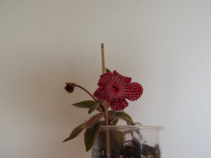 DSCF0140