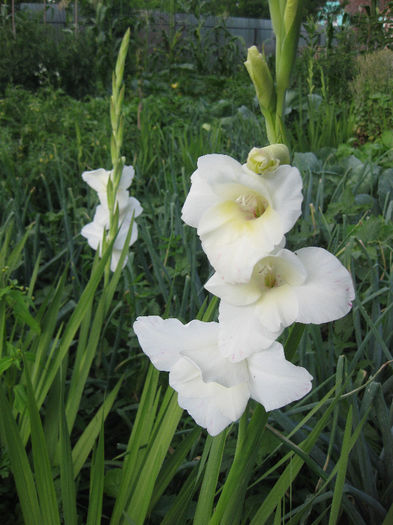 IMG_2709 - gladiole