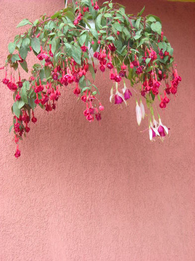 Rosu inchis cu marg.rosu(Marinka) -Mov cu marg. roz(cascade)