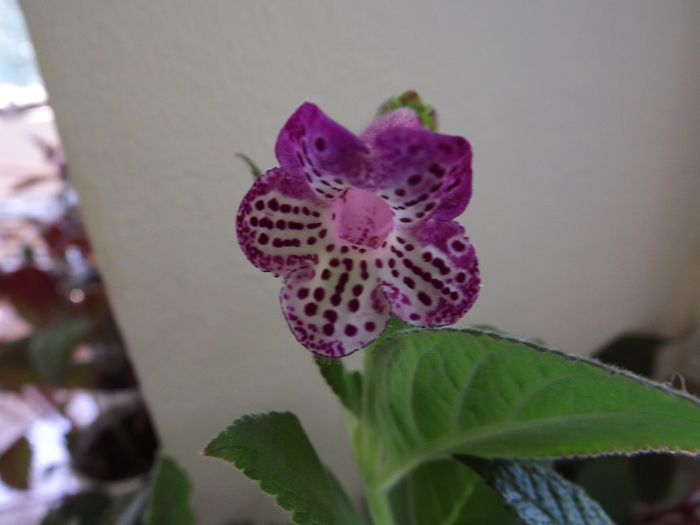 DSCF0619 - KOHLERII