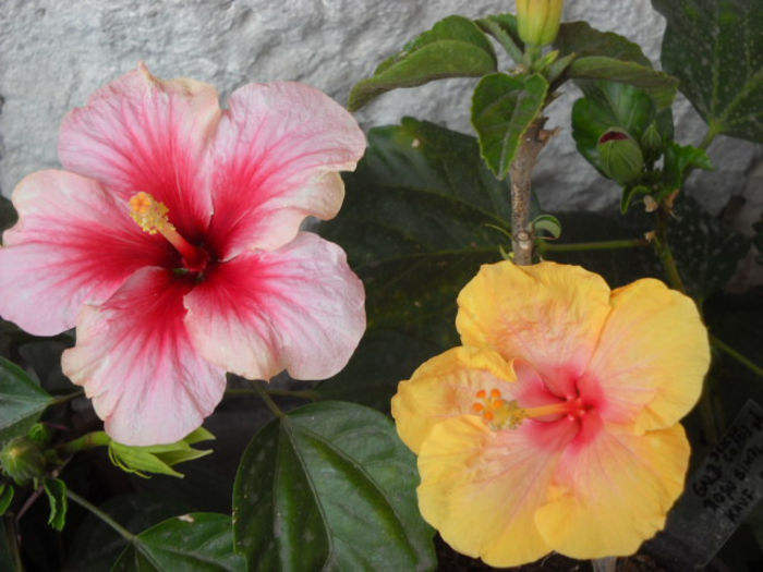 Pink dream & Surf 10.07.013 - HIBISCUS- 2013