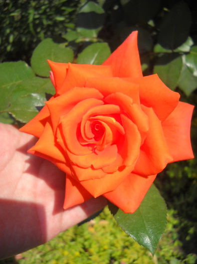 Kronenburg trebuia sa fie !!.11 iulie