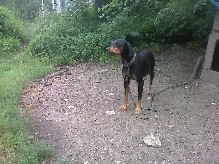 Fénykép1183 - COPOI ARDELENESC