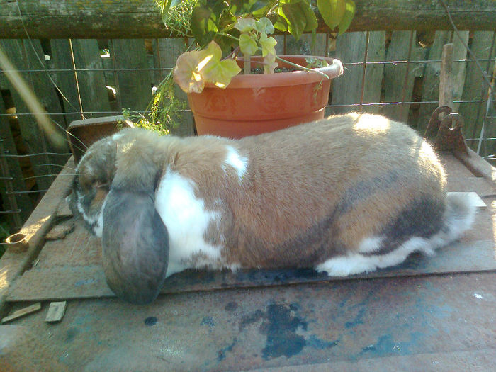 Fotografie0644 - Mascul 1 thuringen cu mantie