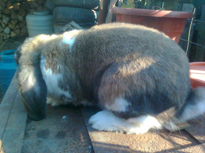 Fotografie0648 - Mascul 1 thuringen cu mantie