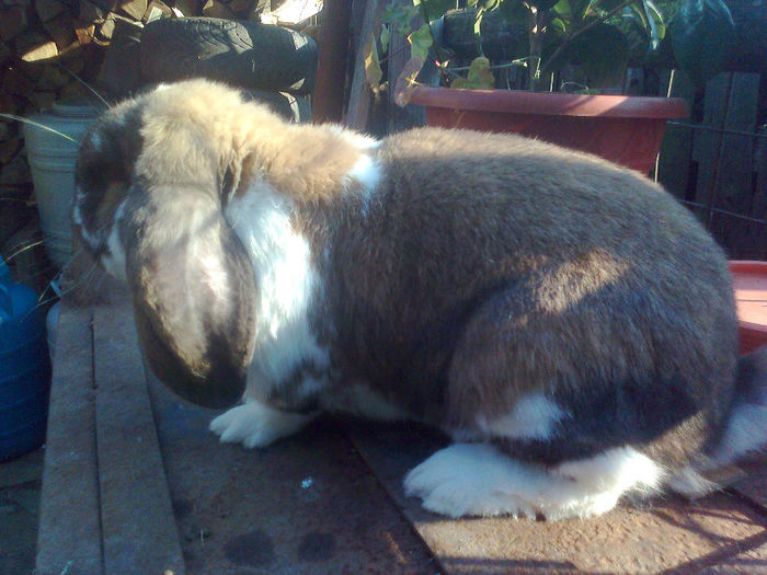 Fotografie0649 - Mascul 1 thuringen cu mantie