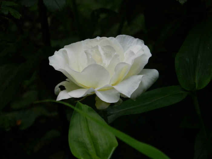 DSCN5624