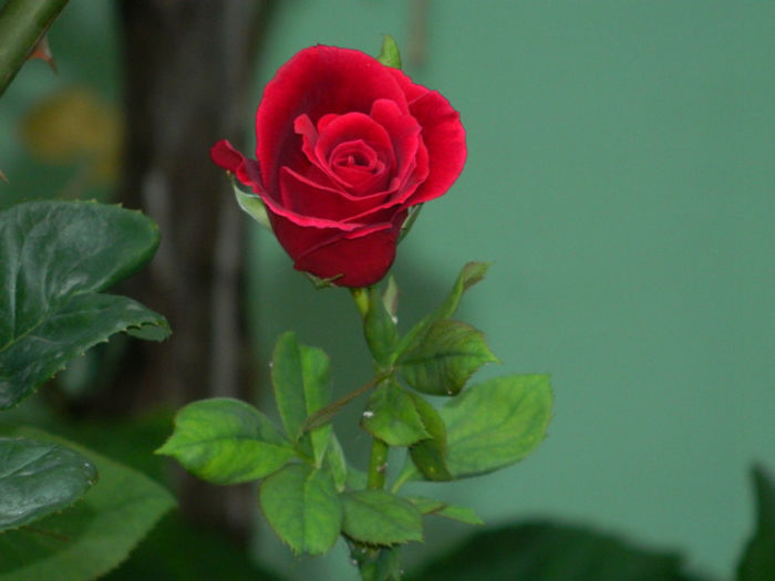 DSCN5629